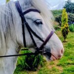 Pink Equine Custom Colour Piped Ergonomic Wave Bridle