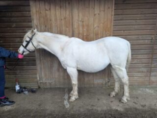 Best Girth for Sensitive Horses | What you should look for 5 fiona tiley 1 scaled e1787318932928