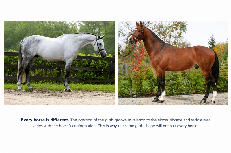 What Is a Horse Girth Groove and Why Does It Matter? 2 Horses Conformation and Grith Groove