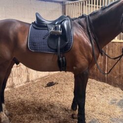horse girth groove