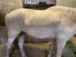 Best Horse Girths: Choosing the Right Girth for Your Horse 8 irish event horse girth problems