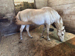 Best Horse Girths: Choosing the Right Girth for Your Horse 9 irish event horse