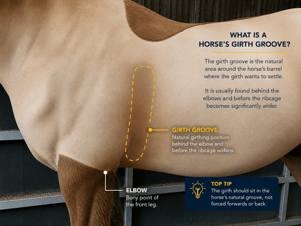 What Is a Horse Girth Groove and Why Does It Matter? 1 what is a horse girth groove