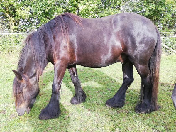 Round & Barrel-Shaped Horses: Girth Fit and Saddle Stability 1 round barrel shaped horse