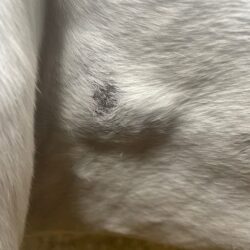 a rubbing girth