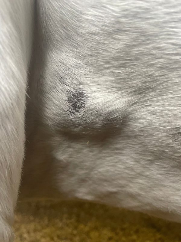How should a horse girth fit 9 Rubbing and Soreness caused by a poorly fitted girth