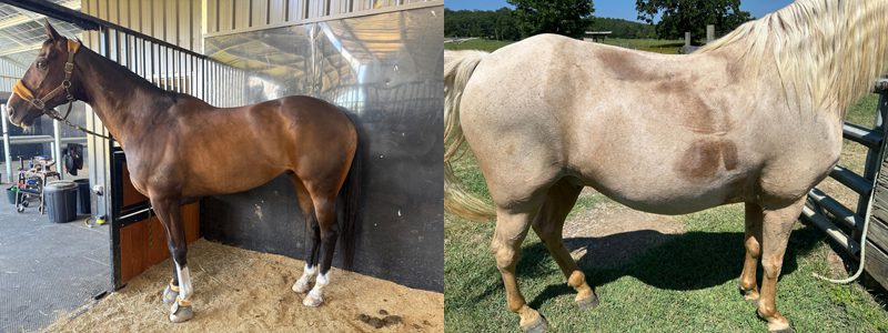 Round & Barrel-Shaped Horses: Girth Fit and Saddle Stability 2 Athletic and Barrel shapes