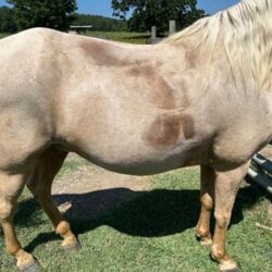 Round & Barrel-Shaped Horses: Girth Fit and Saddle Stability