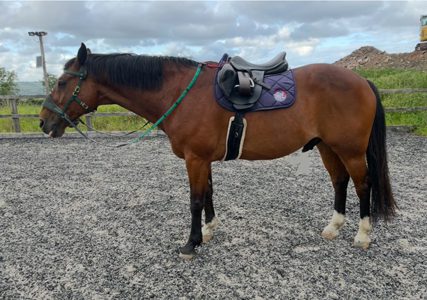 horse conformation