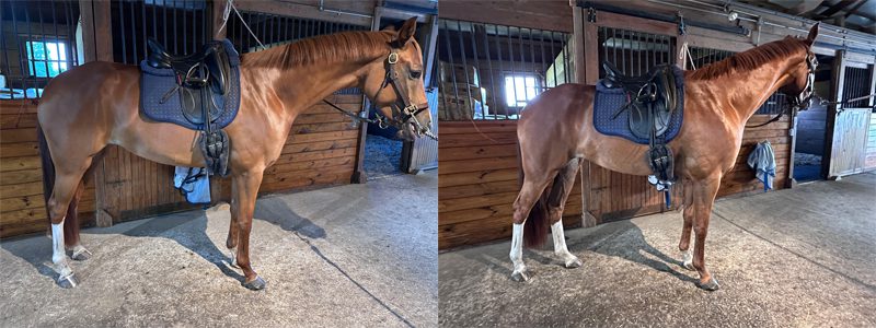 Round & Barrel-Shaped Horses: Girth Fit and Saddle Stability 6 Pre Ride and Post Ride Girth Placement