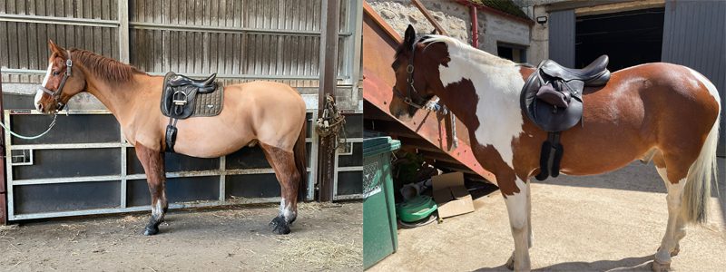 Round & Barrel-Shaped Horses: Girth Fit and Saddle Stability 3 Round Horses Different Girth Positions