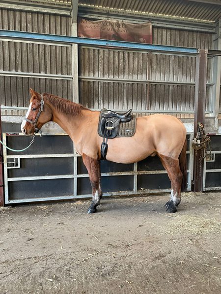 Round & Barrel-Shaped Horses: Girth Fit and Saddle Stability 4 A round horse fully saddled and girthed