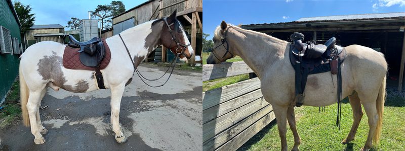 Round & Barrel-Shaped Horses: Girth Fit and Saddle Stability 5 Two round horses with different elbow clearance