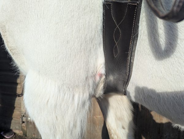 Horse Girth Galls & Sores: Causes, Treatment and Prevention 3 Can poor fit cause girth galls