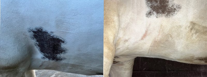 Horse Girth Galls & Sores: Causes, Treatment and Prevention 2 Does the location of a girth sore matter