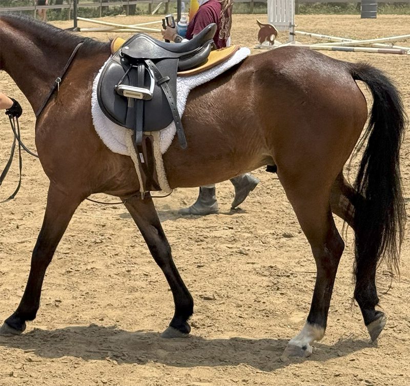 Elbow close to girth when horse moving