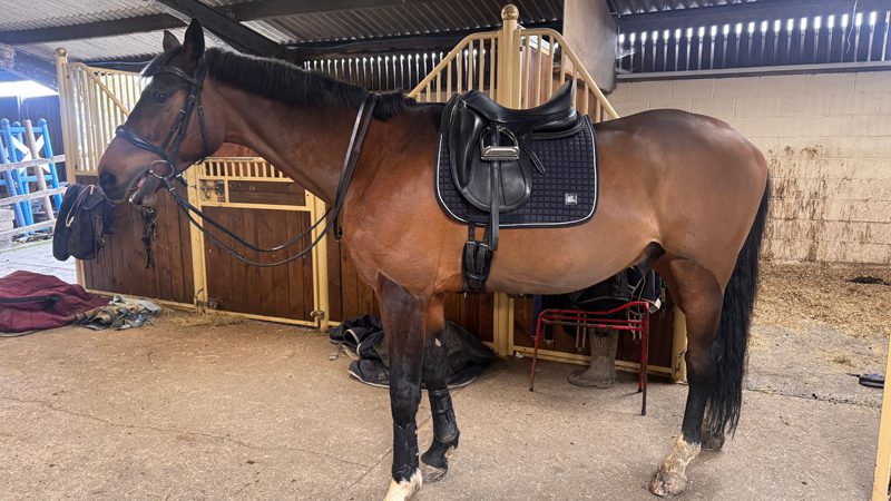 horse girth and elbow clearance