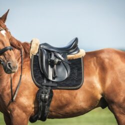 how to measure a horse for a girth