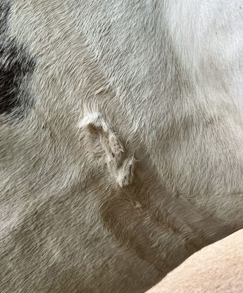Horse Girth Galls & Sores: Causes, Treatment and Prevention 4 should you ride a horse with a girth gall