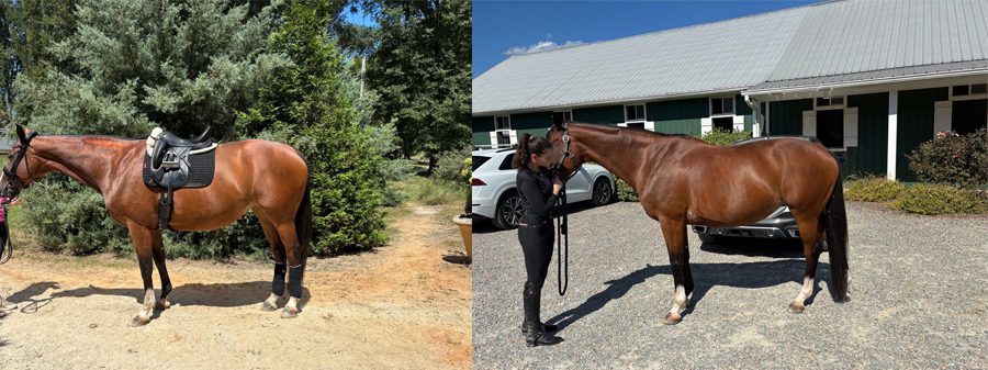 Why Does My Horse’s Girth Rub Behind the Elbow? 1 horse girth rub behind the elbow